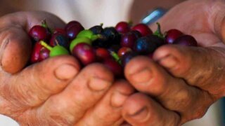 coffee history tours guatemala