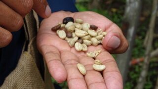 coffee history tours guatemala
